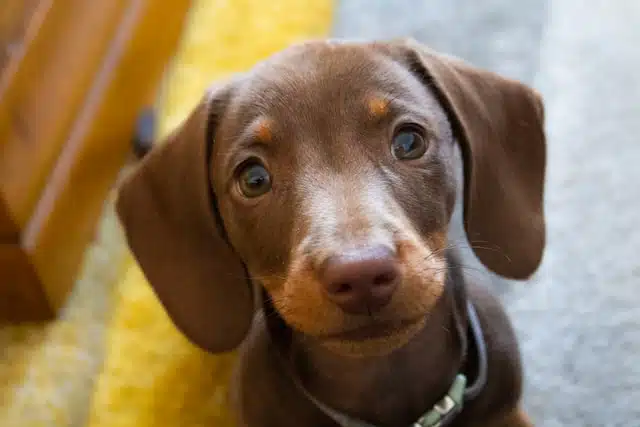 sausage dog puppy