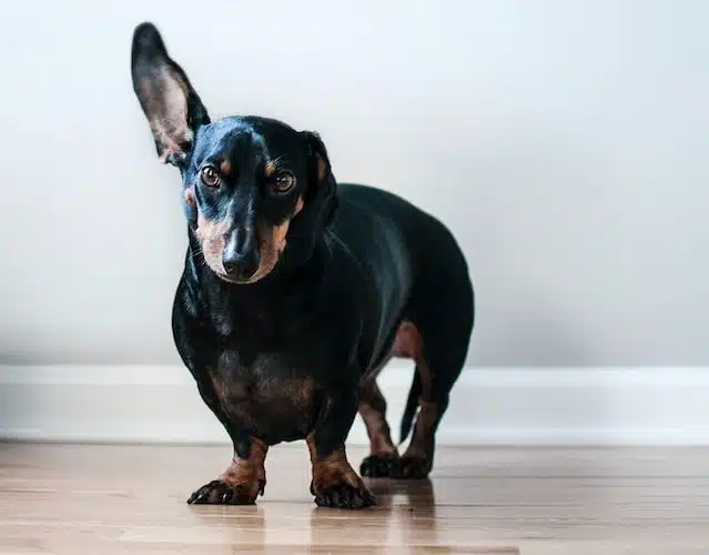 funny sausage dog holds up its one ear