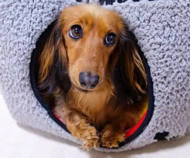 Dachshund in a dog bed