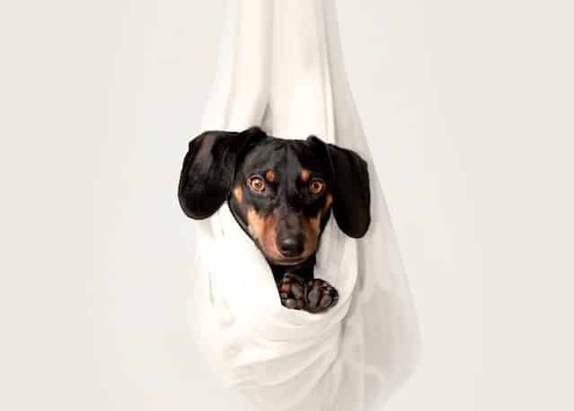 sausage dog in a white swing look at the camera on Dog Mom's Day