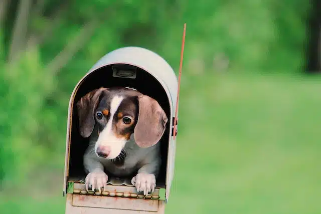 cute sausage dog in a mailbox