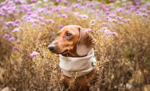 wiener in a field of flowers wears a scarf