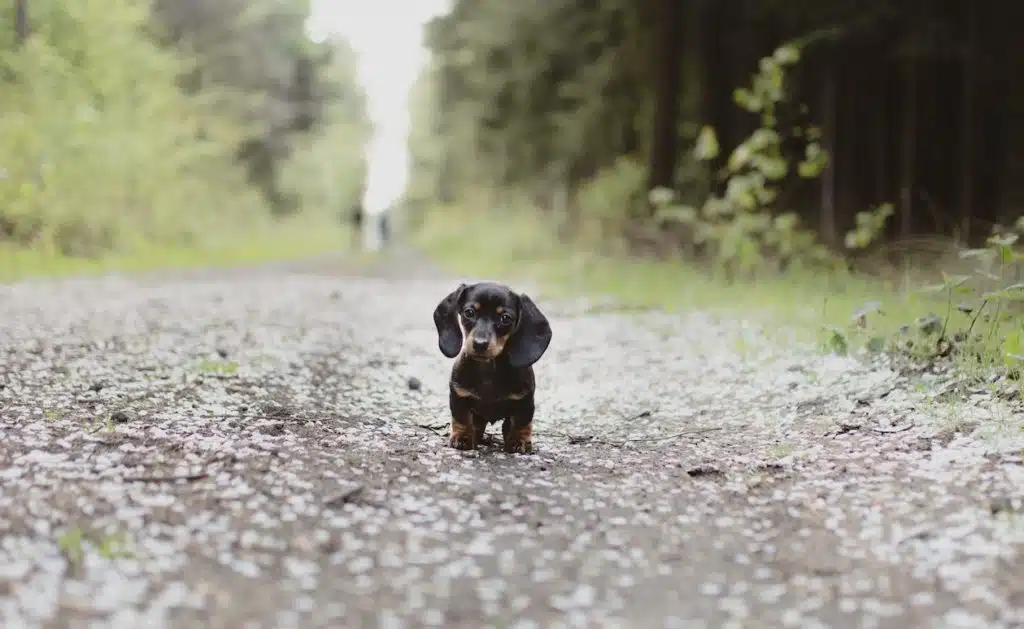 sausage dog puppy goes for a walk