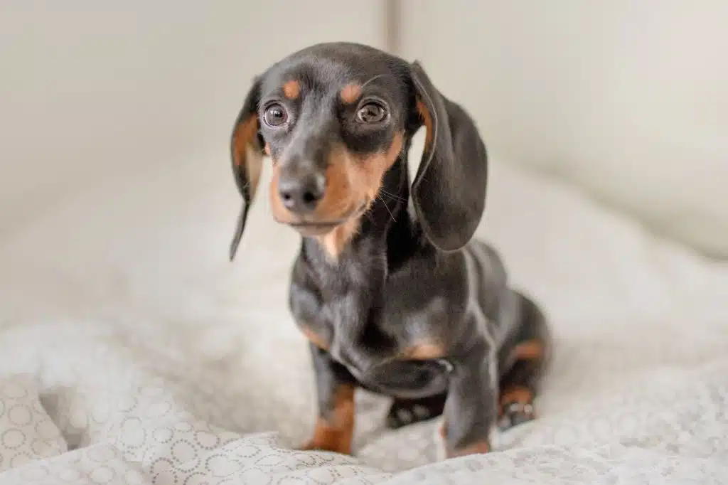 sausage dog puppy sits on a bed