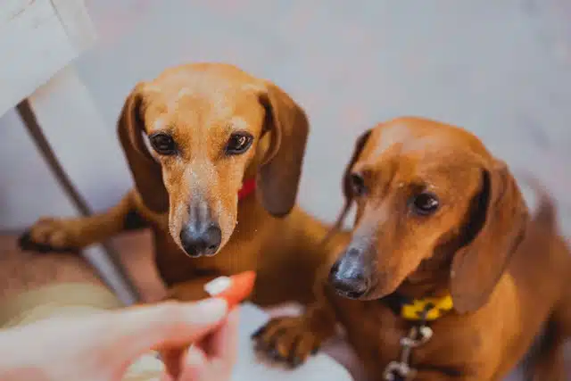 two funny sausage dogs get a treat