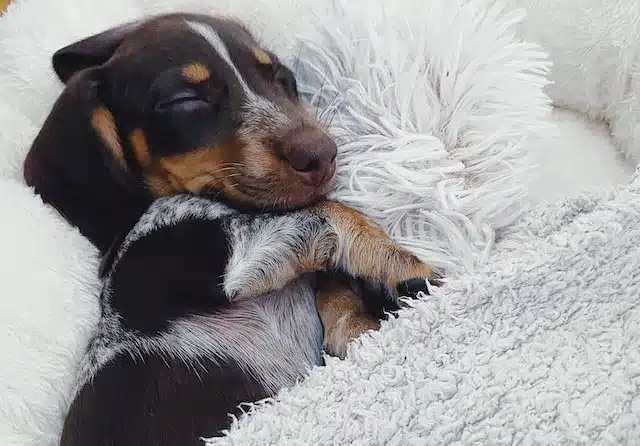 Sausage dog puppy sleeps in a big soft bed