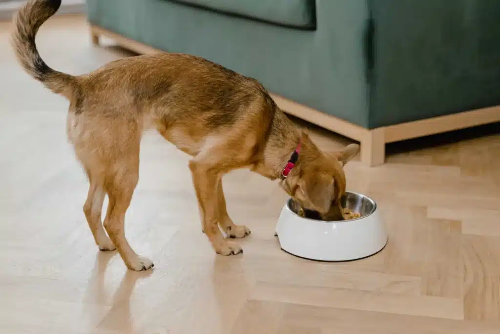 A dog enjoying its meal as a new year's resolution