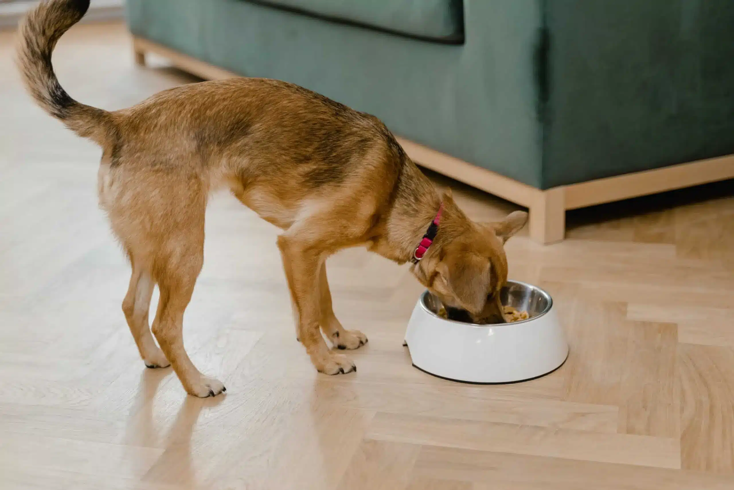 A dog enjoying its meal from a bowl in a cozy living room.