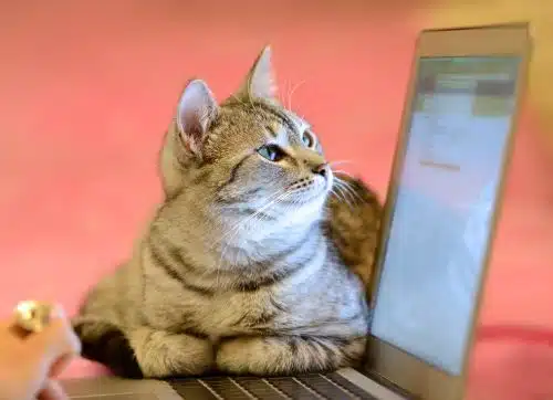 pet cat looks browses tech in Australia on a laptop