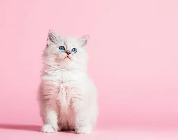 Small cute kitten portrait on pink background. This blue eyed cat is probably a Ragdoll