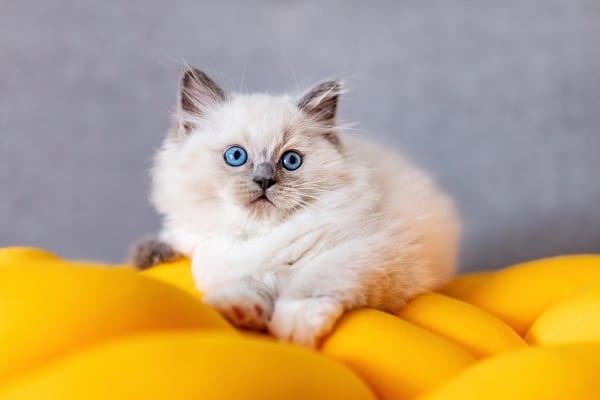 Kitten funny knot pillow at home. This blue eyed cat is probably a Ragdoll