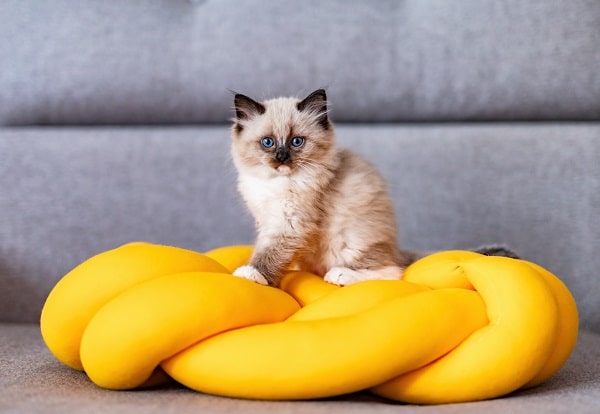 small kitten on a funny knot pillow at home. This blue eyed cat is probably a Ragdoll