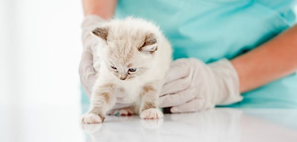 Closeup portrait of cute furry ragdoll kitten standing at medical table during examining at vet clinic. Woman veterinarian cares about little purebred kitty at hospital