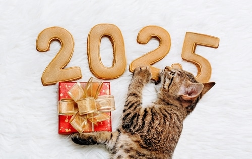 A happy cat joyfully plays with a wrapped gift among large gold numbers spelling "2025" on a white surface, setting the stage for new year's resolutions.