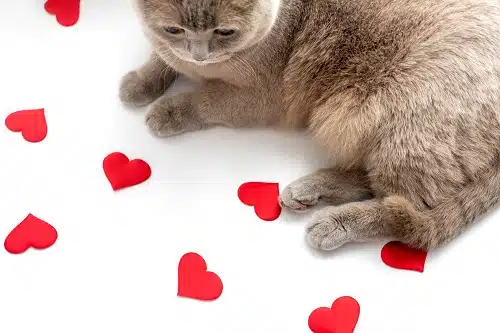 The British lilac cat look at red hearts on light background. Valentines day concept. check out our guide of gifts for cats
