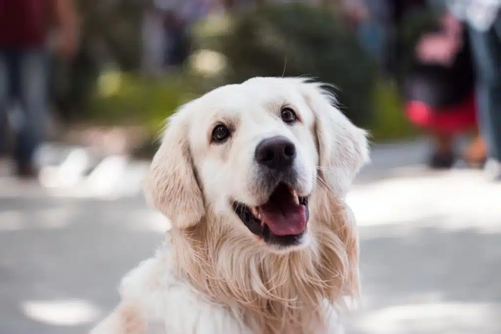 This golden retriever smiles on World Spay Day.