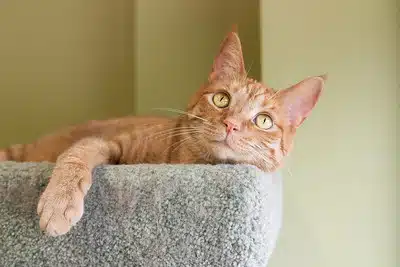 A ginger cat. You can help animals by volunteering at a shelter