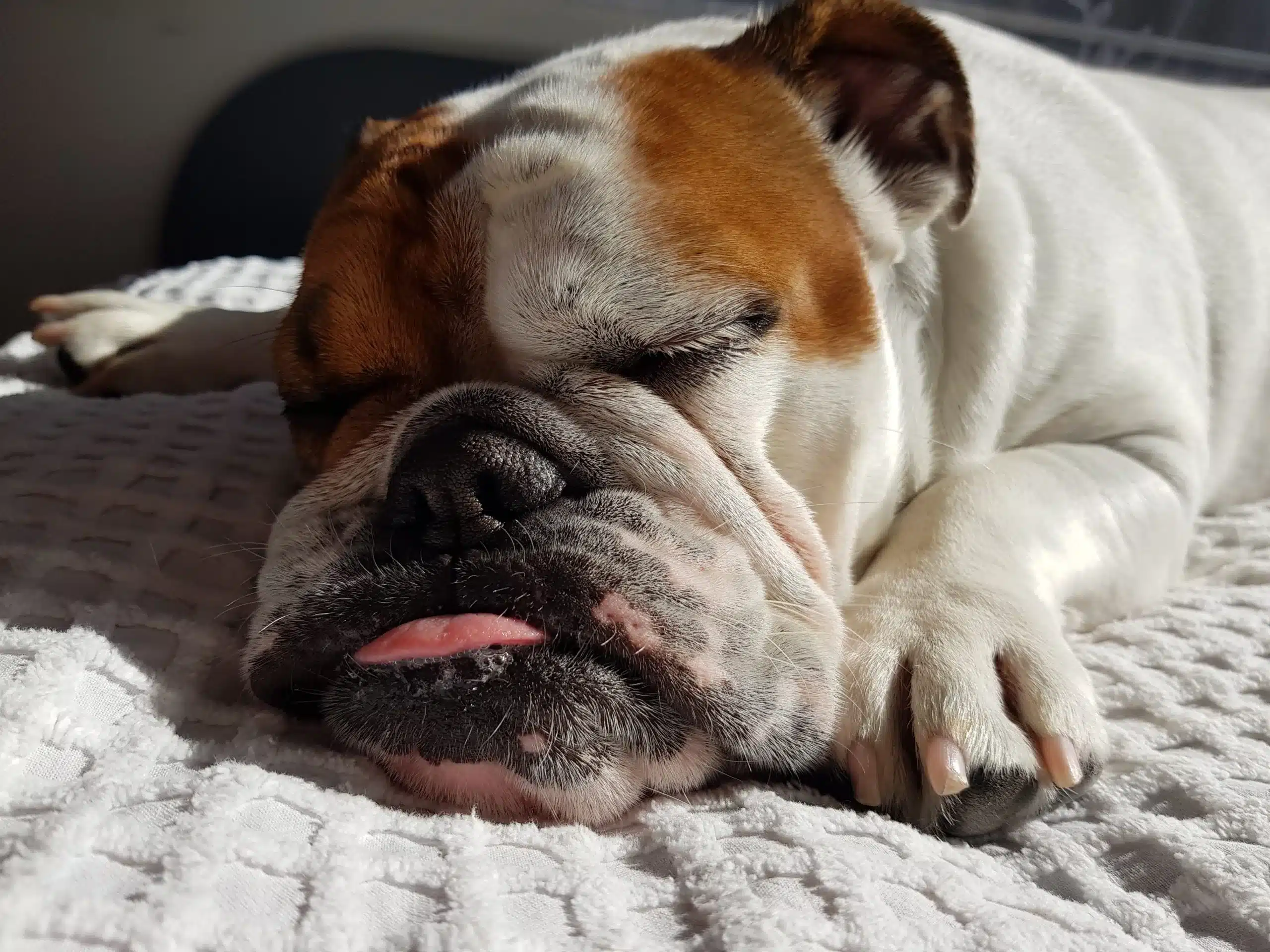A bulldog sleeping on a bed with his mouth open, wondering what temperature is OK for dogs to sleep outside.