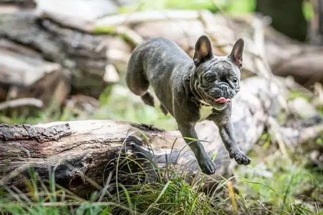 a dog jumps down from a log into long grass full of awns