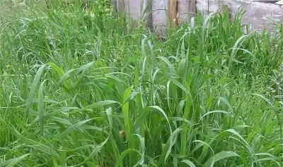 Couch grass