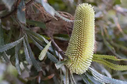 A banksia plant with green leaves. plant native species this world wildlife day