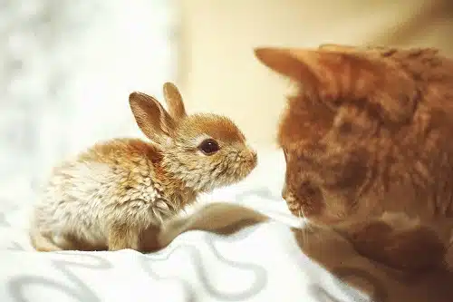 Is 2023 the year of the cat or year of the rabbit?