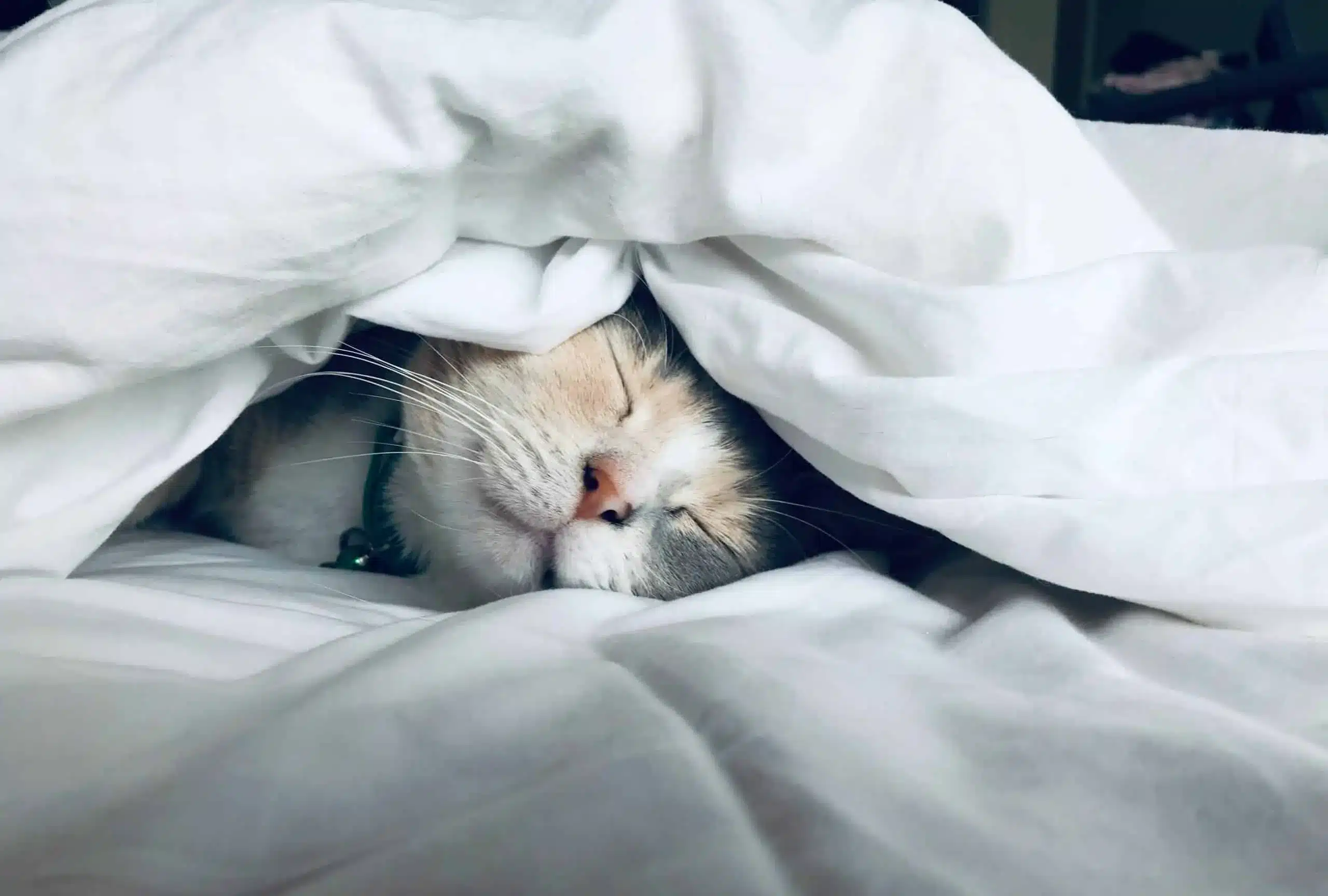 A cute cat sleeping under a white blanket.