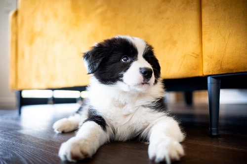 A cute Border Collie puppy gets its first insurance plan in Australia and sits cutely, feeling well-protected, alongside a yellow couch in its pet parent's home.