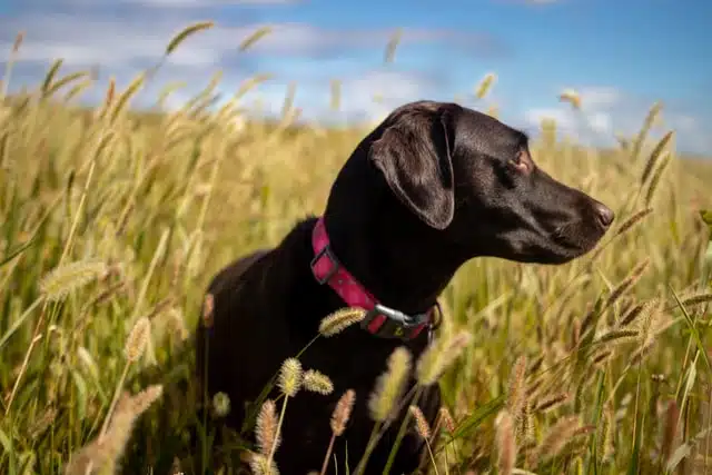 dog in long grass