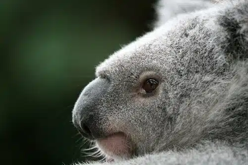 A koala, a symbol of World Wildlife Day 2023