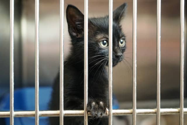 A black kitten. You can help animals by volunteering at a shelter