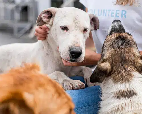 woman interacting with rescue dogs at shelter for random act of kindness day