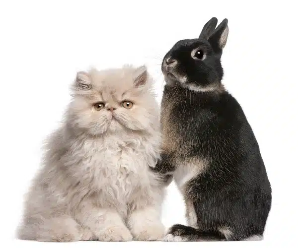 Persian cat and rabbit in front of white background. Is 2023 the year of the cat or rabbit?