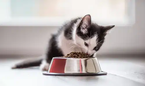 This kitten eats kitten food because it's too young to eat adult cat food