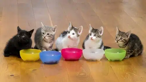 five kittens lined up in a row eating kitten food since they're still too young to switch adult cat food