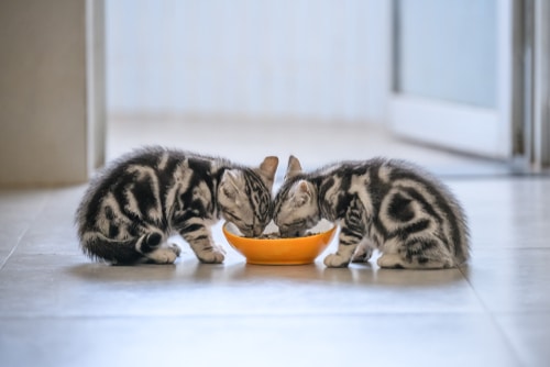two kittens start eating food and drinking water
