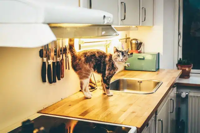 A cat stands on the countertop watching to see how much wet cat food its owner will dish