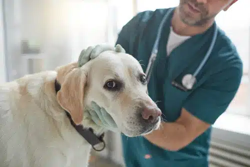A vet takes a mouth swab from a Labrador dog to check for a breed specific disease