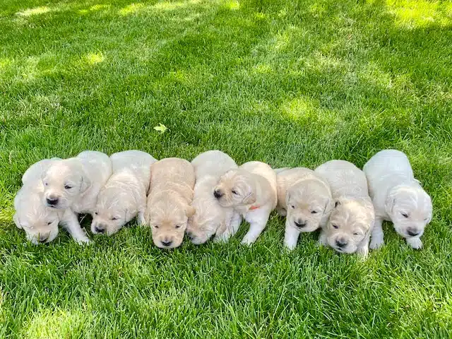 a new litter of puppies from an ethical breeder who has done dog DNA testing on both dog parents to screen them for genetic diseases in dogs