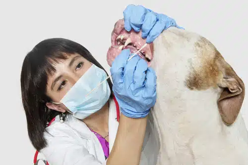 Vet performs a dog DNA test in Australia