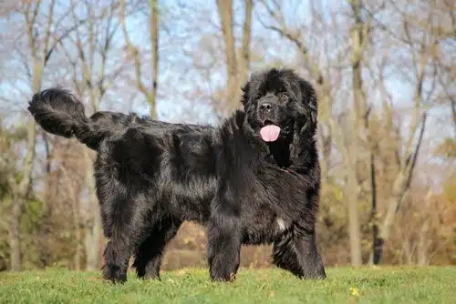 A Newfoundland dog who's DNA test showed up Saint Bernard as part of the genetic mix