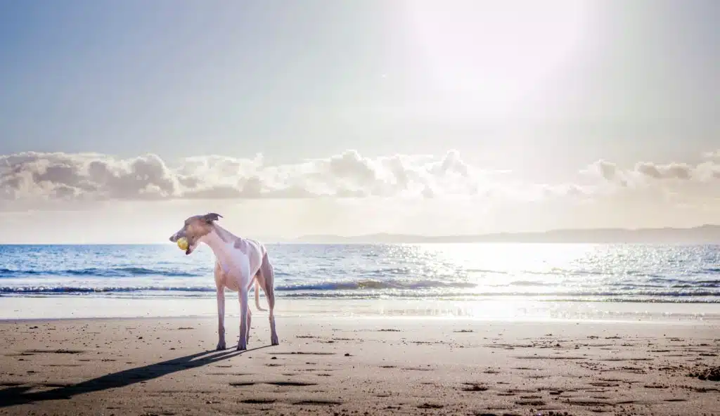 White dog on the beach enjoys pet travel with its owners.