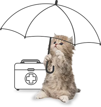 Kitten Insurance