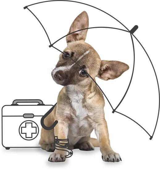 Puppy Insurance