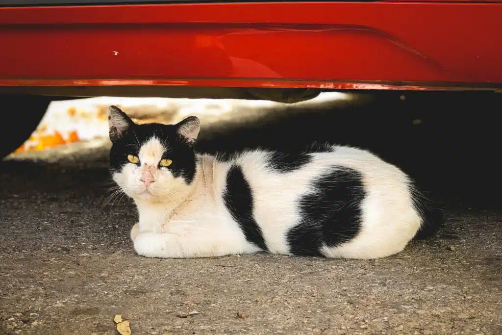 No matter how pet-proof this car is, this cat prefers to lay under it instead of riding in it.