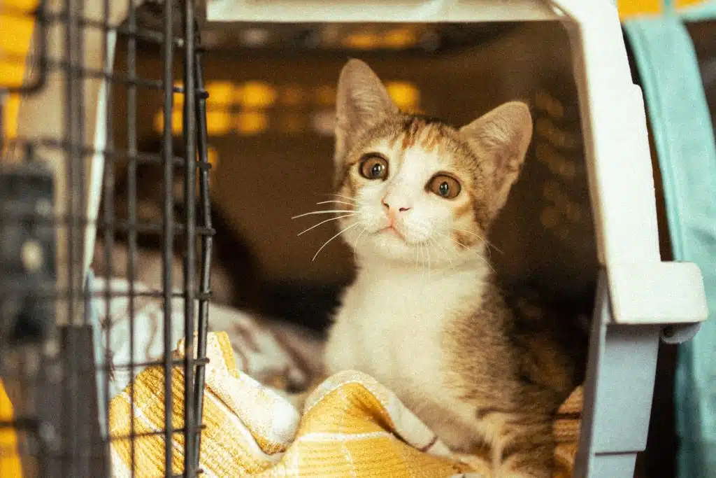 Before heading on vacation, this cat gets comfortable in its pet carrier.