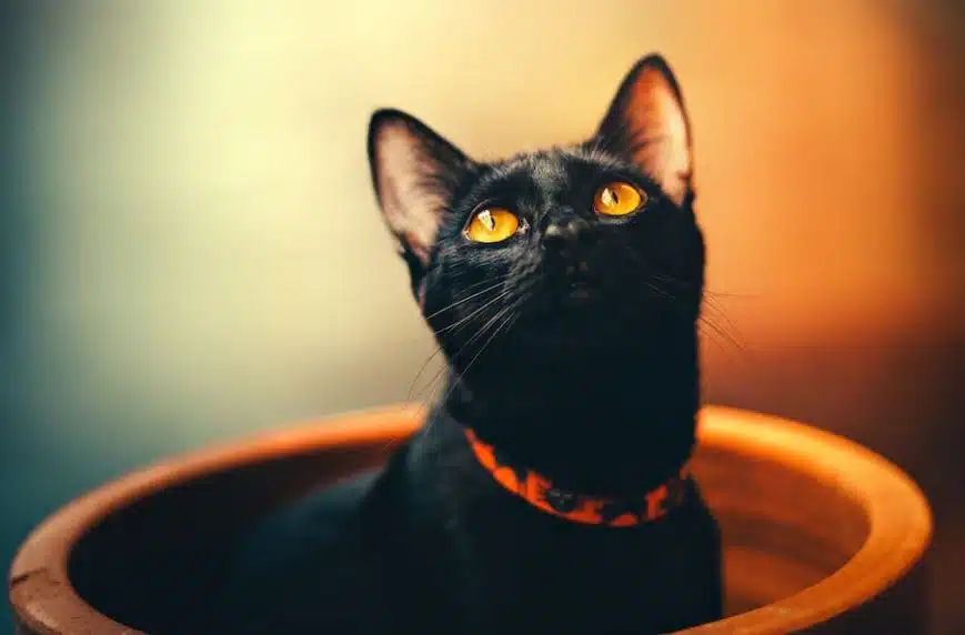 this black cat with orange eyes sitting in an orange pot looking enjoys kitten food
