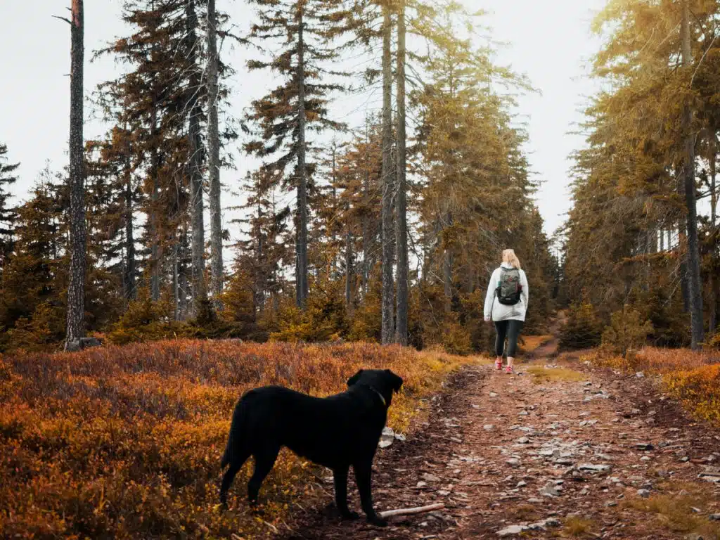 During this countryside camping session, this black dog enjoys the company of its human friend.