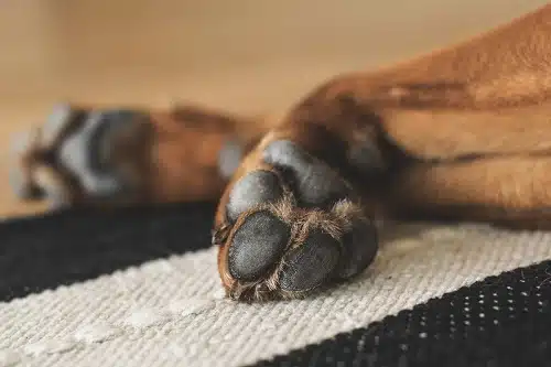 close up brown dog's paw image. 