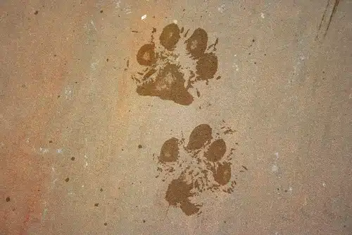 paw prints on a road. you may be wondering why do dog feet smell like corn chips?